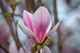 玉蘭,花卉,性質