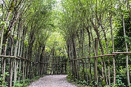 森林路径,大道,绿色
