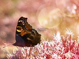 夏天,蝴蝶,花卉