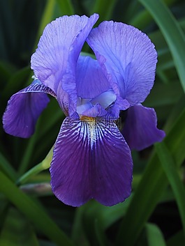 鳶尾花,百合,花