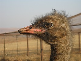 斯特勞斯,南非,動物