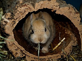 野兔,侏儒兔,nager