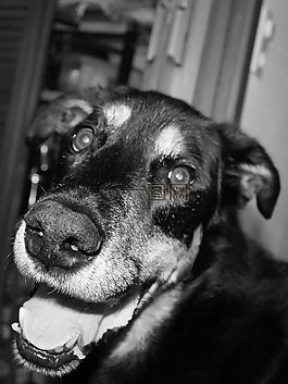 狗,鼻子,動物