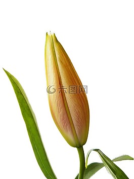 莉莉,芽,植物