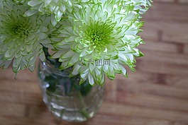 鮮花,白,綠色