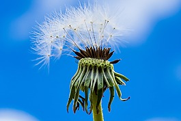 性質(zhì),夏天,蒲公英