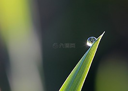 露滴,草,綠色