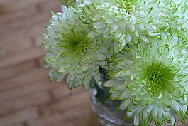 鮮花,白,綠色