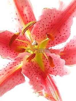 莉莉,花,粉紅色