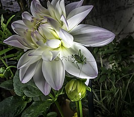 花,暮光之城,自然