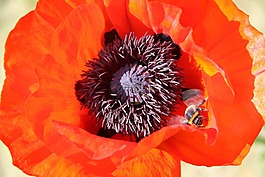 罌粟,開(kāi)花,廠