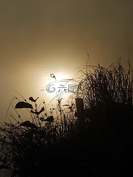 性質(zhì),黎明,霧