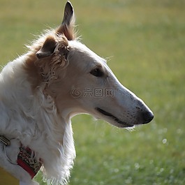 狗,寵物,拉布拉多獵犬