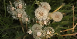 蒲公英,鮮花,草