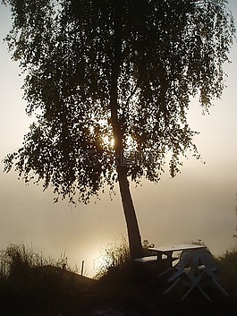 早晨,日出,霧