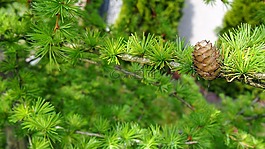 松塔,落葉松,枝