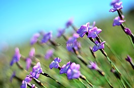 花卉,春,狗