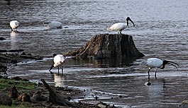 白色朱鷺,朱鷺,鳥(niǎo)
