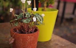 植物,鍋,花園