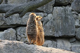 獴,手表,守衛