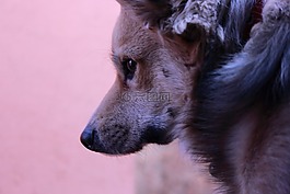 狗,動物,寵物