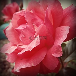 玫瑰,珊瑚,花的