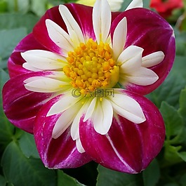 花,粉紅色,花的