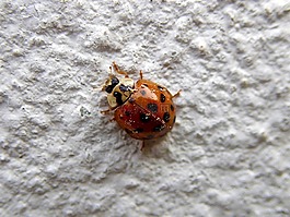瓢蟲(chóng),甲蟲(chóng),昆蟲(chóng)