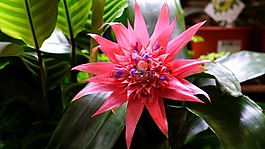 自然,植物區(qū)系,花