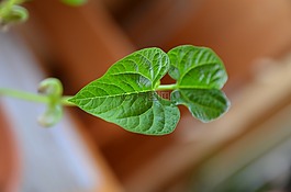 bean,葉子,廠