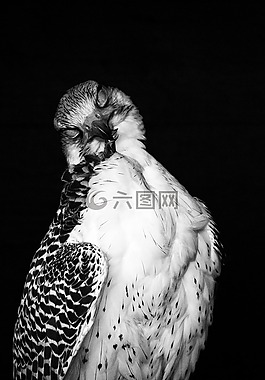 獵鷹,羽毛,清潔