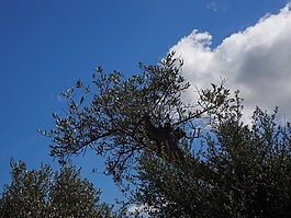 橄欖枝,橄欖樹,橄欖園