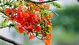 自然,植物區(qū)系,花