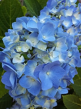 鮮花,花的,繡球