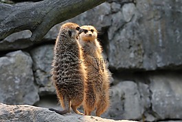 獴,手表,守衛