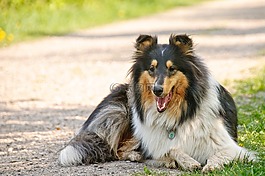 牧羊犬,狗,動物