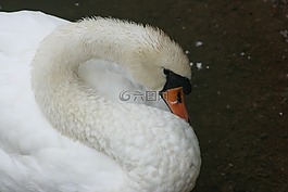 天鵝,鳥,鴨