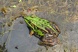 青蛙,蟾蜍,沼泽