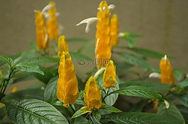 葉,性質(zhì),植物
