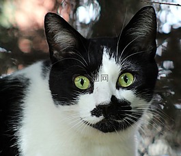 貓,眼睛,動物