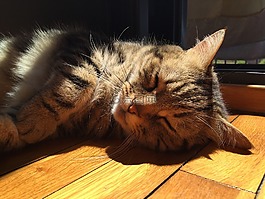 小貓,brindle,寵物