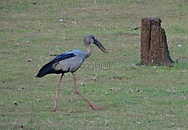 亚洲公开条例草案鹳,openbill,鹳