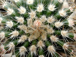 仙人掌,pallokaktus,峰