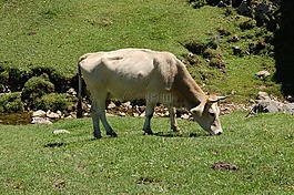 牛在草地上,科瓦東加,夏天