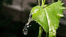 葉,水,性質(zhì)