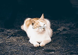 小貓睡覺,貓,寵物
