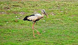 亚洲公开条例草案鹳,openbill,鹳