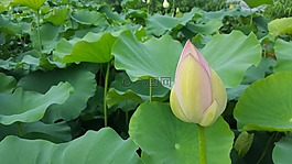 蓮花,水生植物,植物