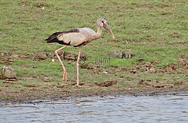 亚洲公开条例草案鹳,openbill,鹳