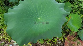 蓮花,水生植物,植物